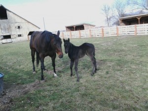 One proud momma with her wobbly new foal!