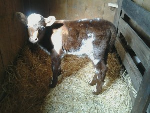 This is one of our new Red Durham calves.